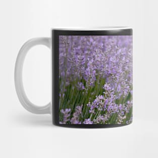 Lavender field, violet beauty, nature photography Mug